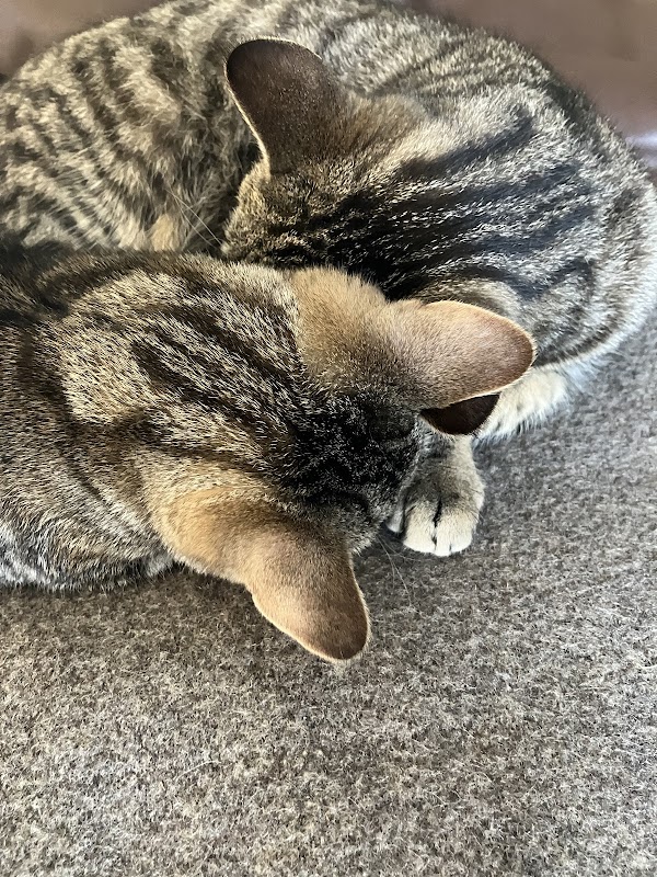 Carefree Cattery photo 3