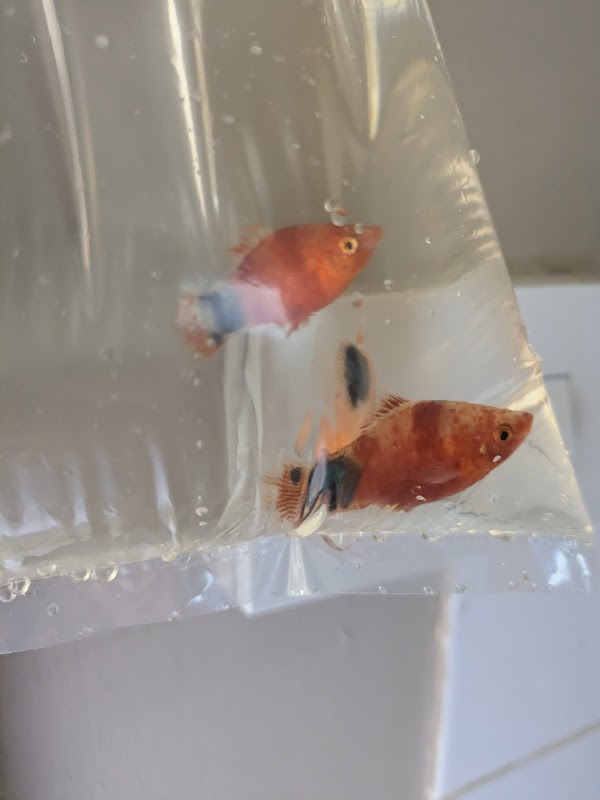 from fry fish farm photo 3