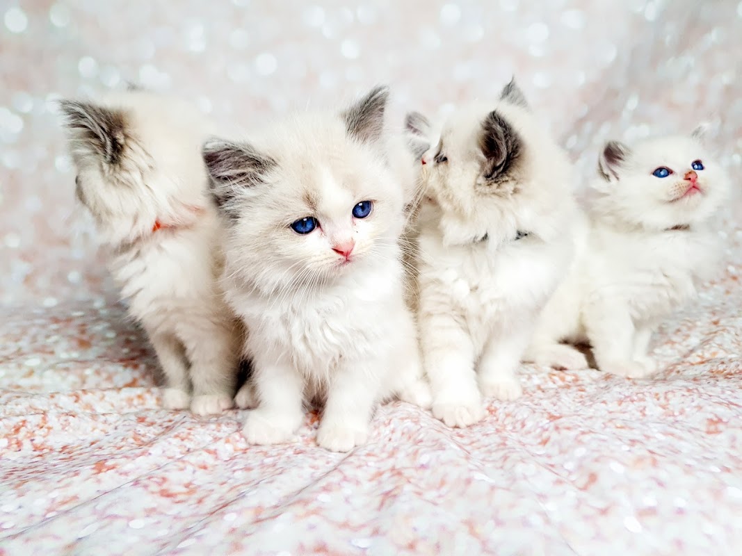 Ragdoll Antosia