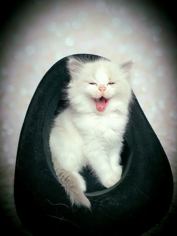 Ragdoll Antosia photo 1