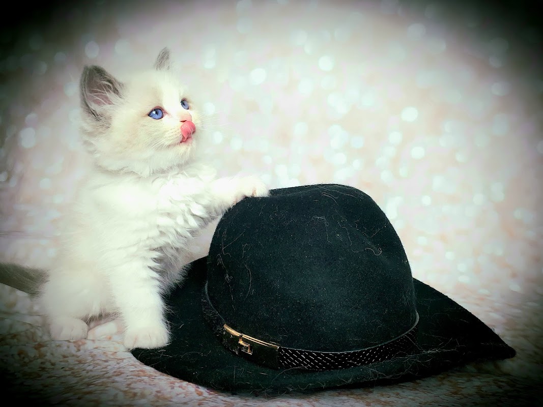Ragdoll Antosia photo 2