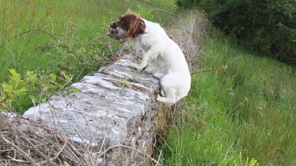 Craigelachie Gundogs photo 1