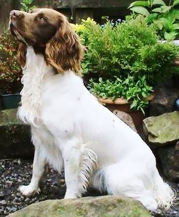 Craigelachie Gundogs photo 3