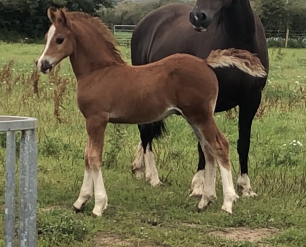 Erdyl Welsh Cob Stud photo 1