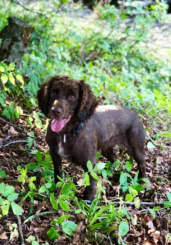 Leafields Dogs photo 1