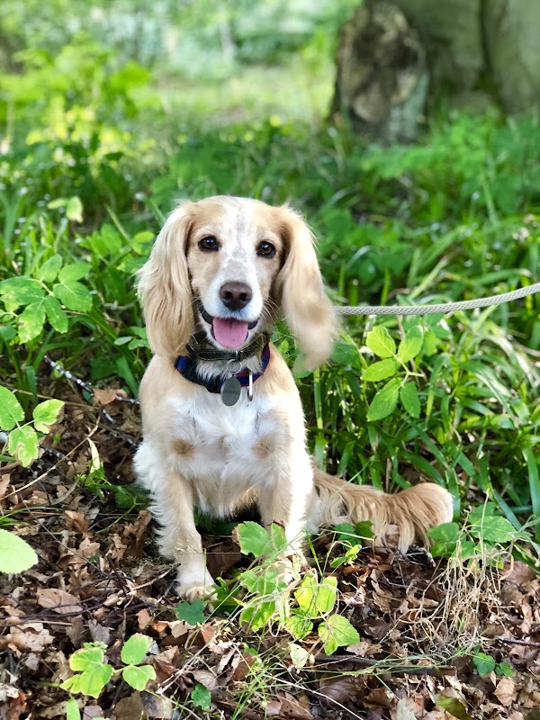 Leafields Dogs photo 3
