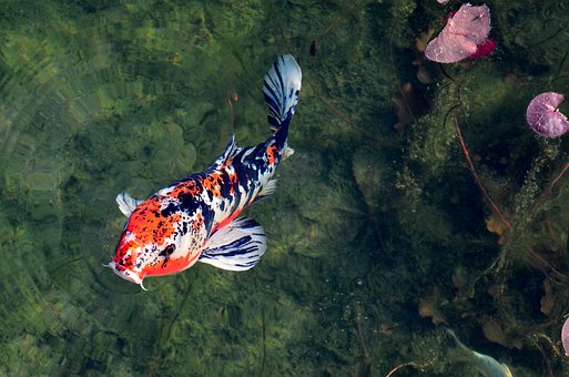 Taunton Koi photo 2