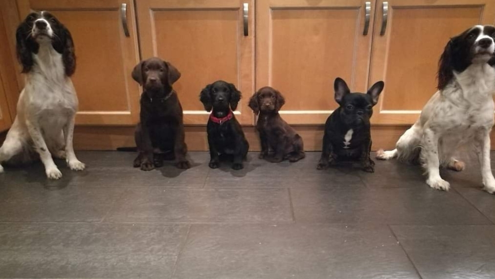 Puppy Steps puppy training