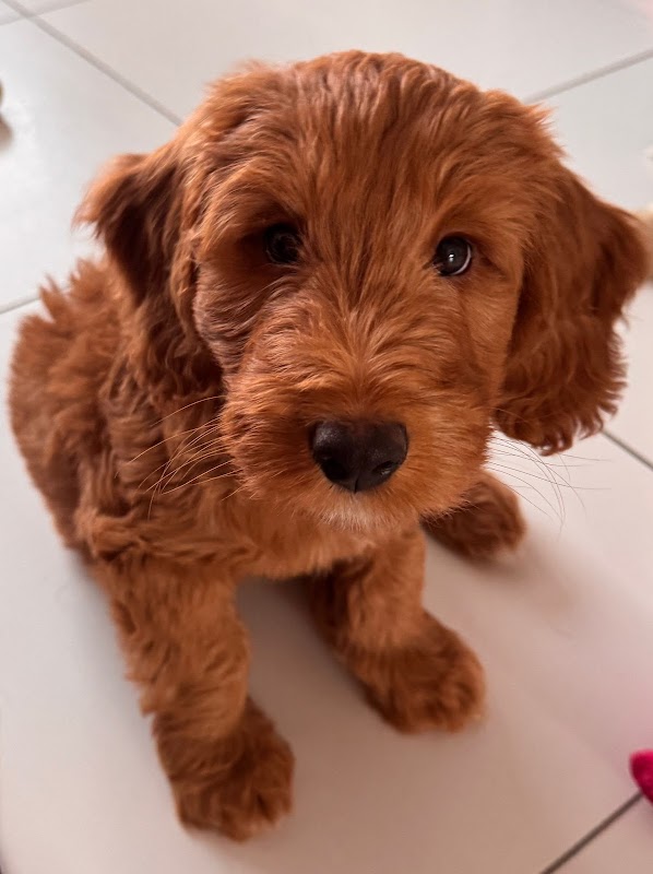Puppy Steps puppy training photo 2
