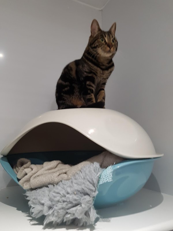 The Glade Cattery photo 2