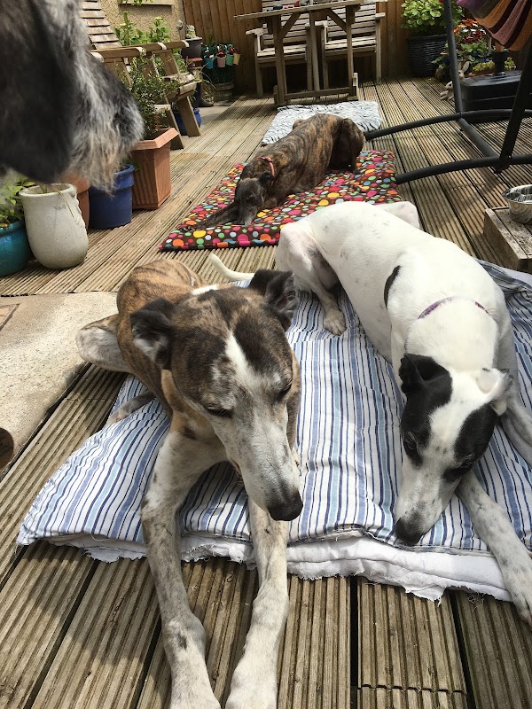 Hound Minded Sighthound Hotel photo 3