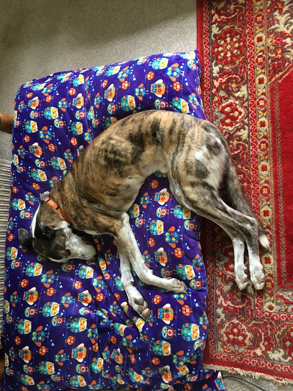Hound Minded Sighthound Hotel photo 2