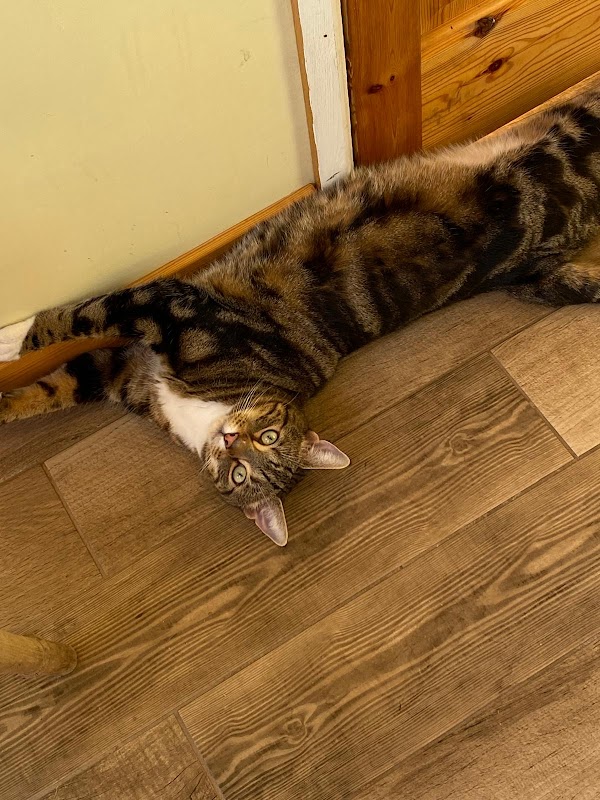Ciarah's Cattery photo 1