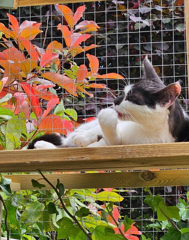 Ciarah's Cattery photo 2