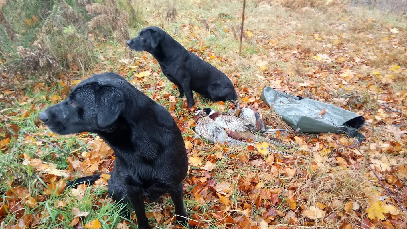 Branxholme Gundogs photo 2