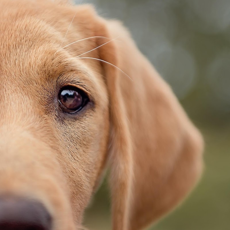 Caulaincourt Gundogs and Training photo 2