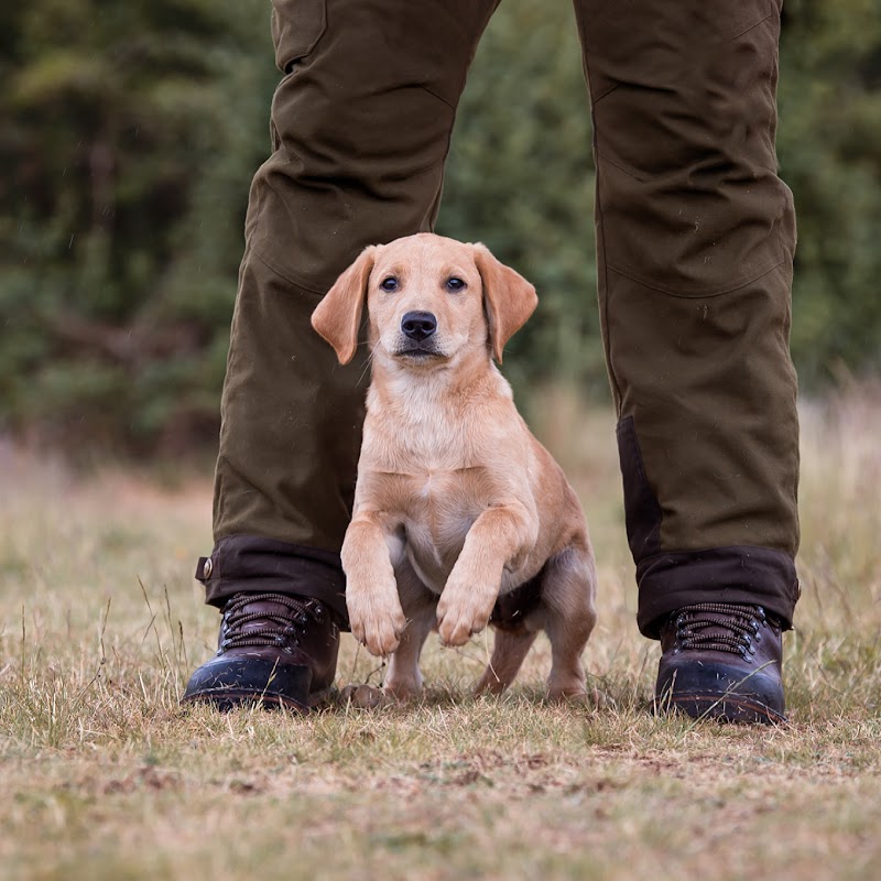 Caulaincourt Gundogs and Training photo 1