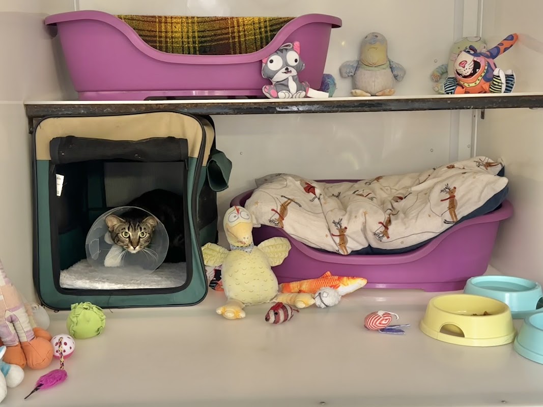 The Runtlings Cattery