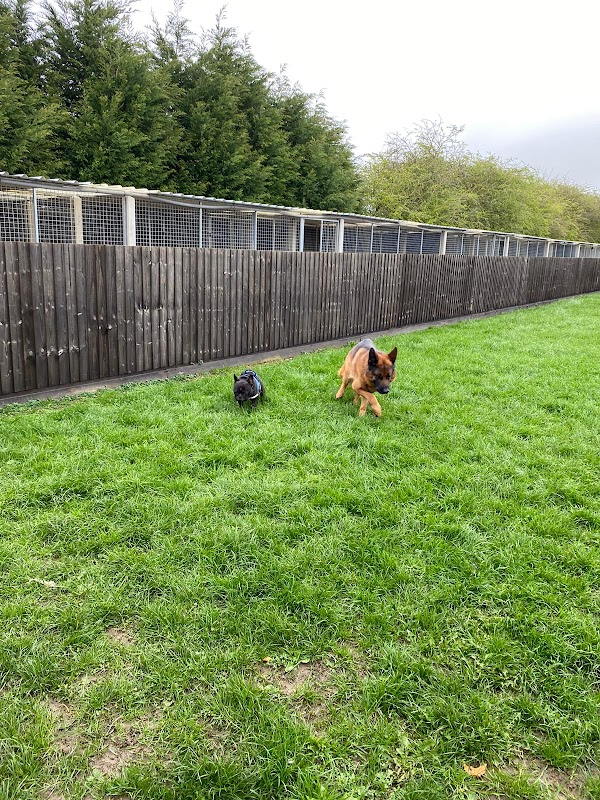 A17 Kennels