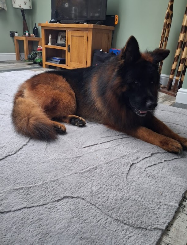 A17 Kennels photo 1