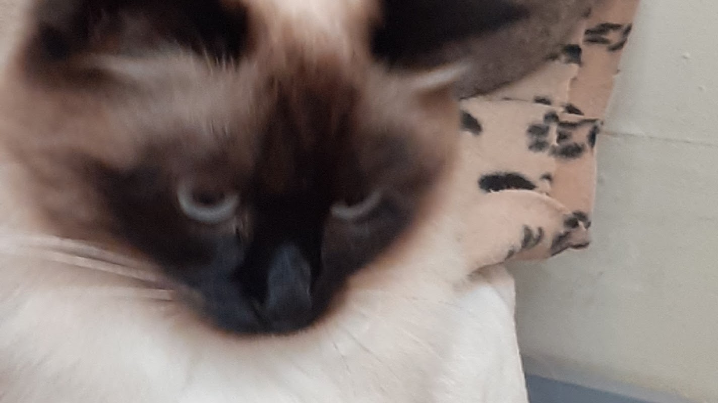 Aristocats Cattery