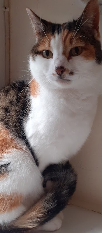 Aristocats Cattery photo 3