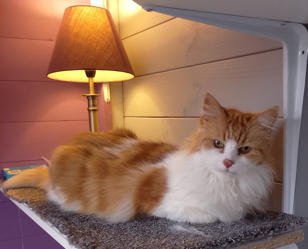 Garforth Cattery photo 2