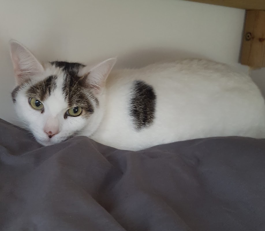 Garforth Cattery photo 3