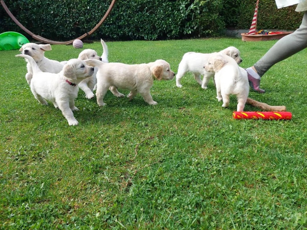 Sunshine Golden Retrievers