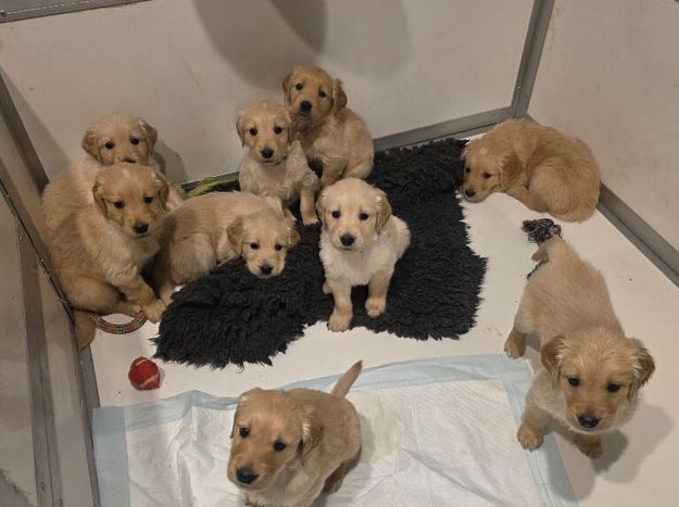 Sunshine Golden Retrievers photo 3