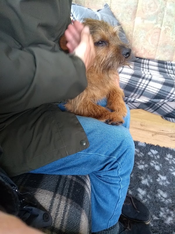 Uppertown Farm - Wederdena's Terriers photo 2