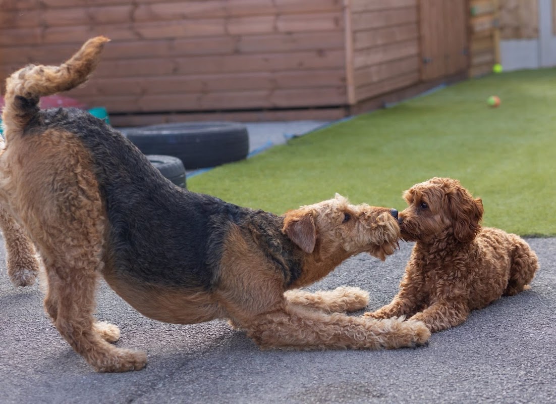 Doggy Day Academy photo 3