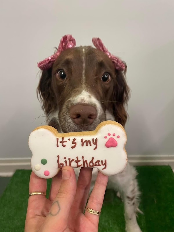 Doggy Day Academy photo 1