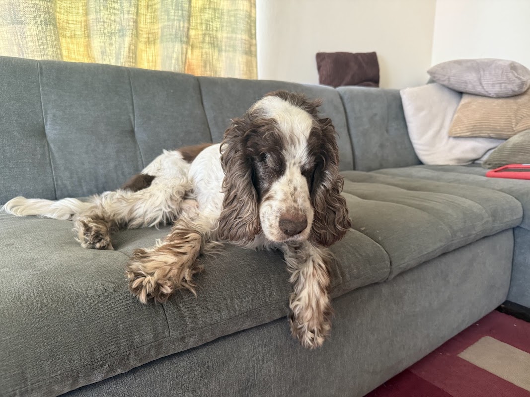 Braydon Dogs photo 3