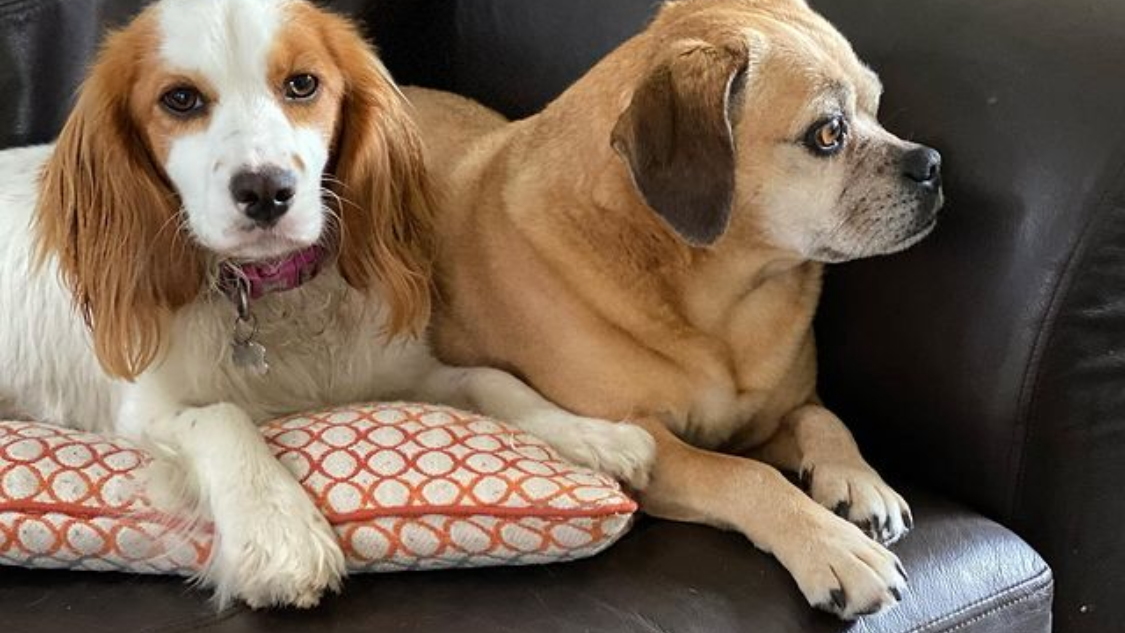 Ashurstwood Dog Care