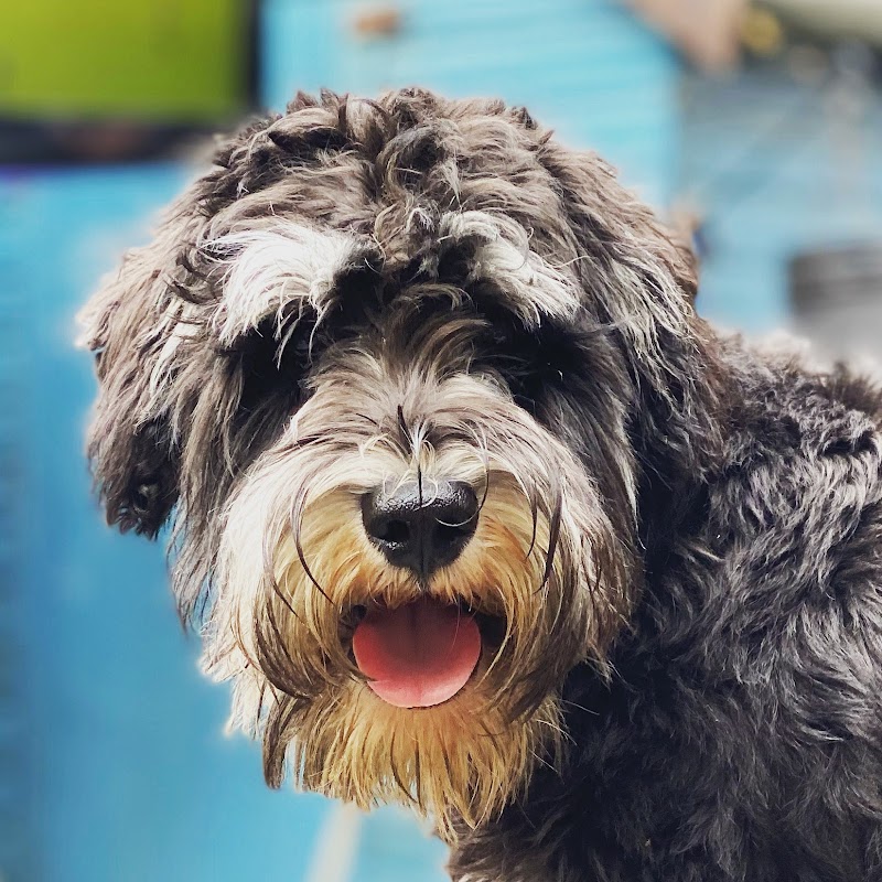 Ashurstwood Dog Care photo 1