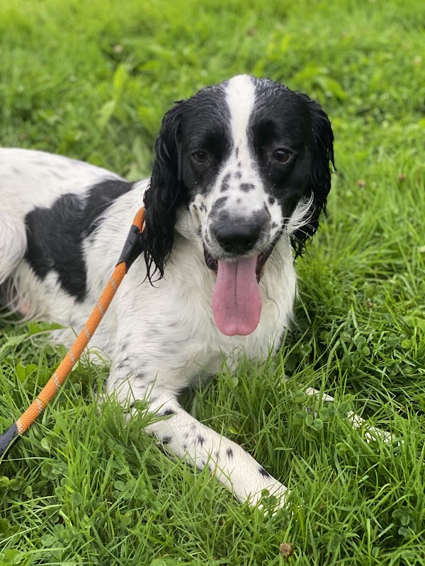 Ashurstwood Dog Care photo 3