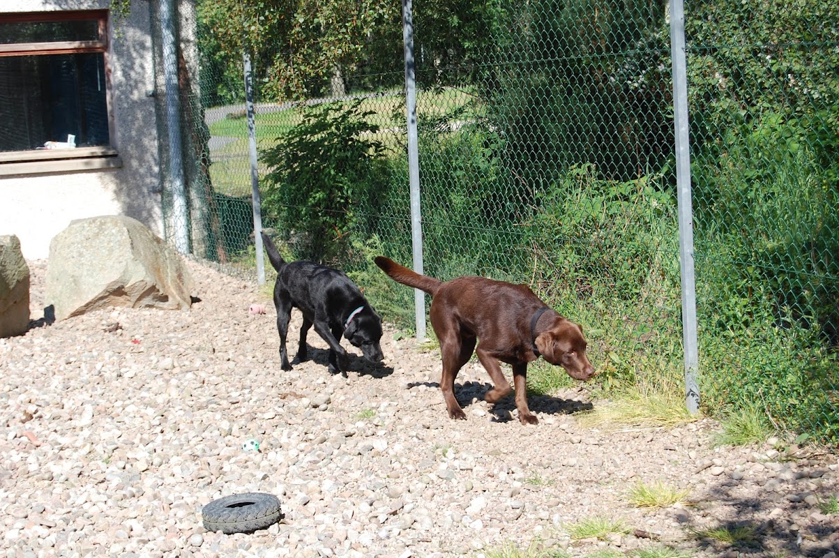 Brumley Brae Catlodge & Kennels photo 2