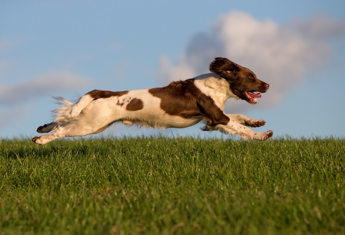 Elite Kennel Fertility photo 1
