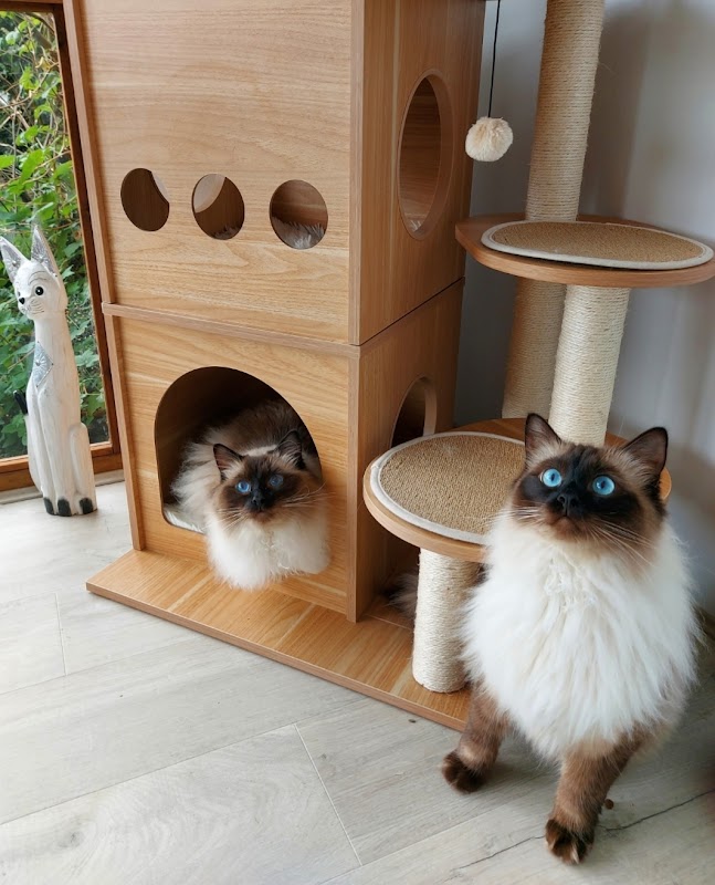 Hilltop Boutique Cattery photo 2
