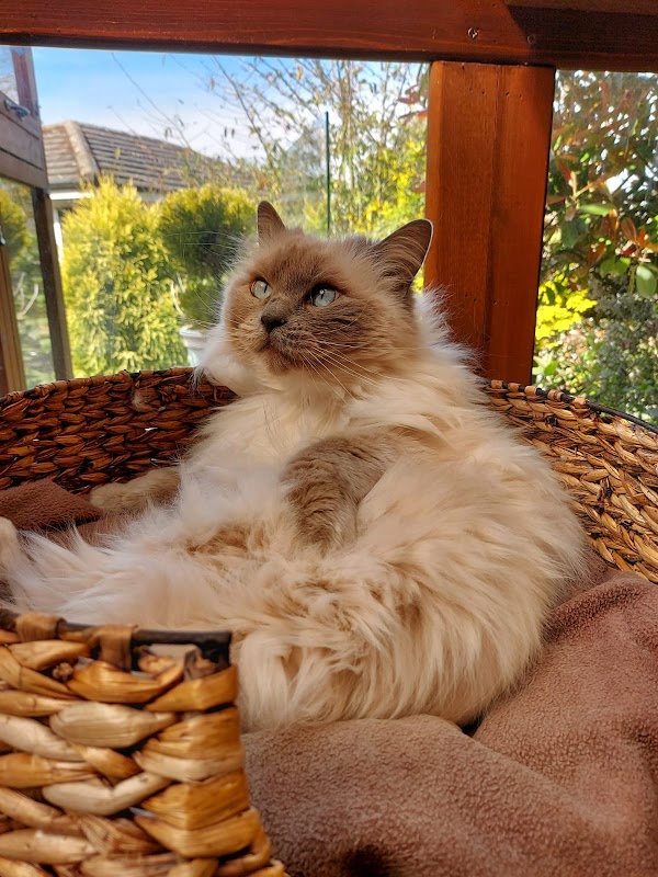 Hilltop Boutique Cattery photo 3