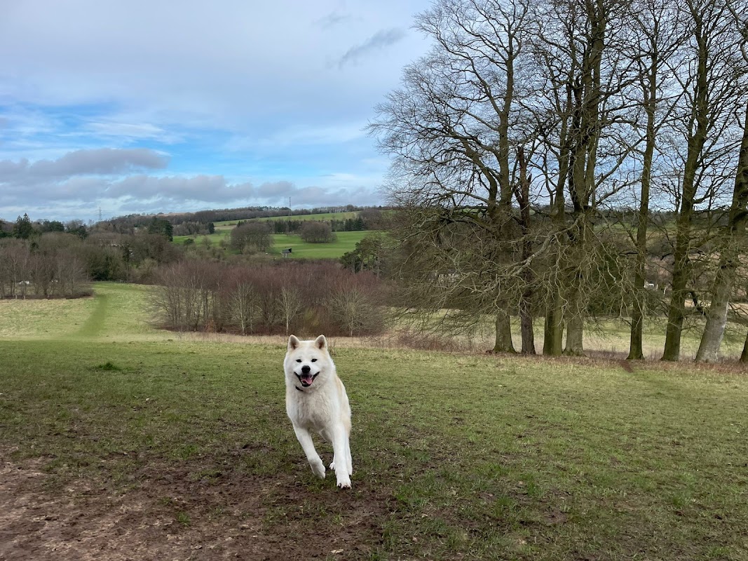 Country Hound photo 3