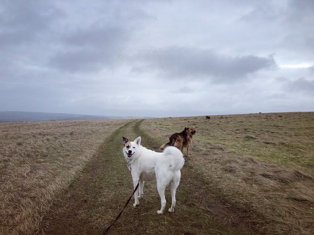 Country Hound photo 1
