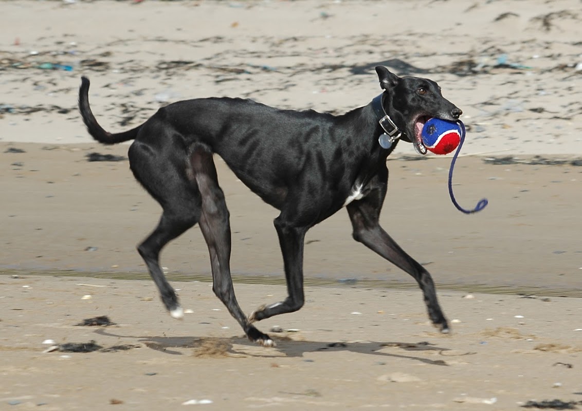 Retired Greyhounds South Lakes photo 2