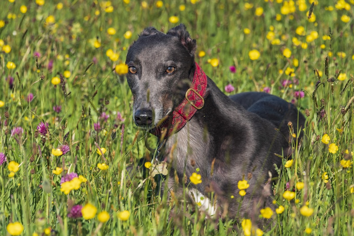 Retired Greyhounds South Lakes photo 3