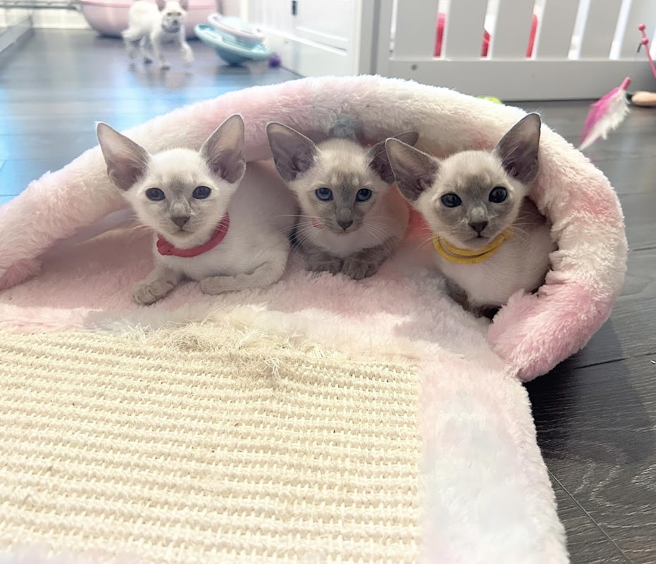The House of Siamese
