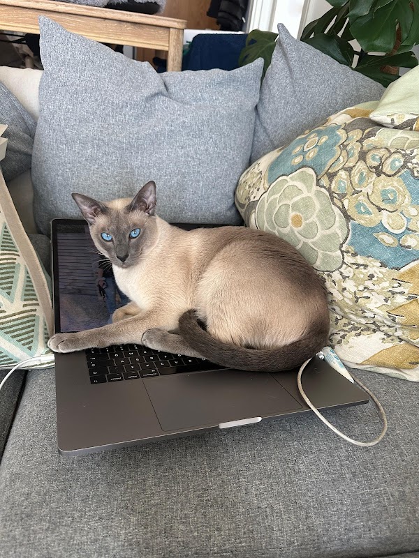 The House of Siamese photo 3