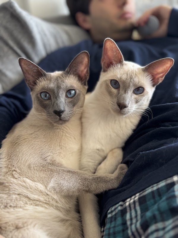 The House of Siamese photo 2