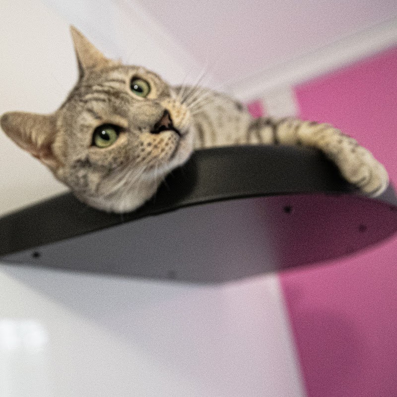 Catnappery Cattery