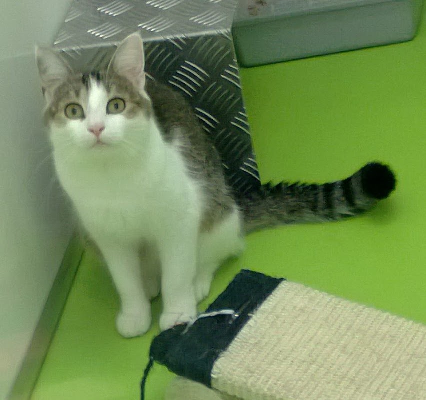 Catnappery Cattery photo 3